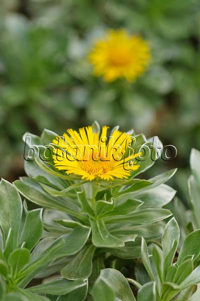 488077 - Canary Island daisy (Asteriscus sericeus)