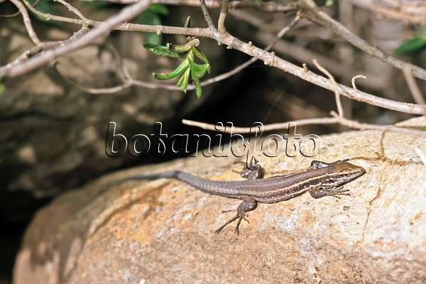363019 - Canary Island lizard (Gallotia galloti gomerae) sunbathing on a rock