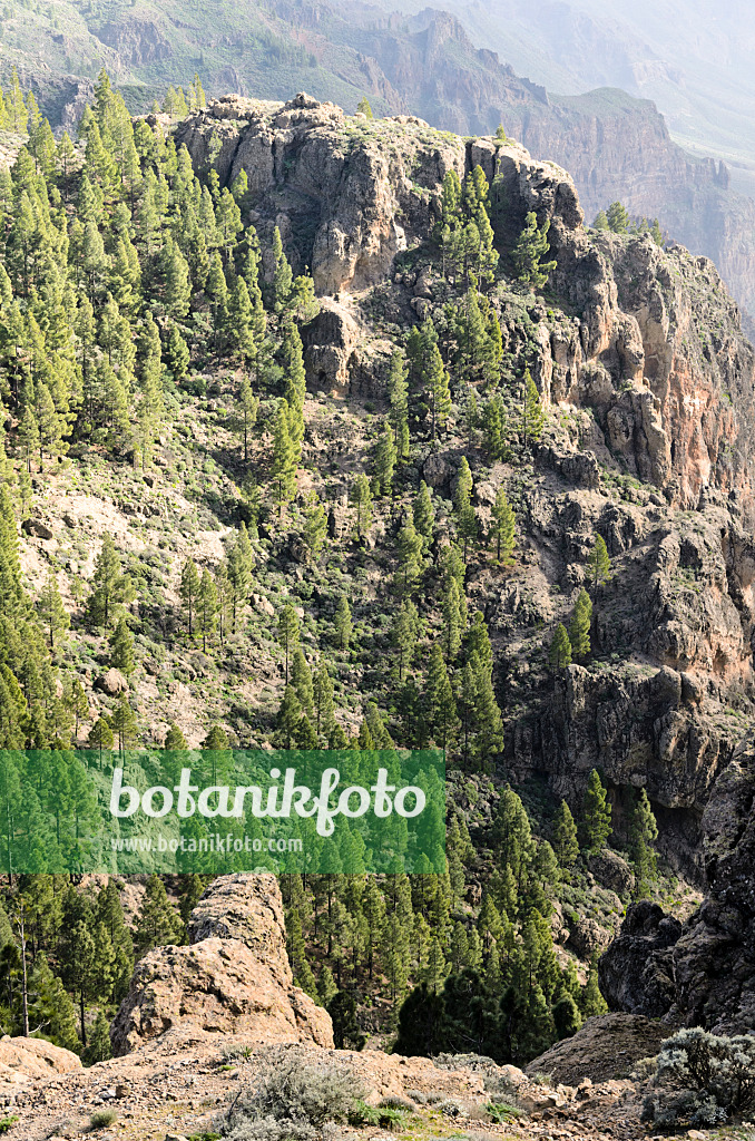 564184 - Canary Island pine (Pinus canariensis) at Pico de las Nieves, Gran Canaria, Spain