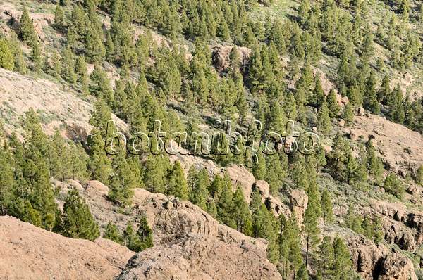 564185 - Canary Island pine (Pinus canariensis) at Pico de las Nieves, Gran Canaria, Spain