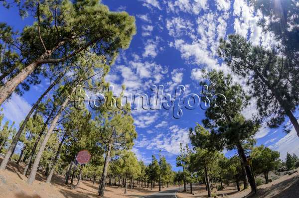 564183 - Canary Island pine (Pinus canariensis), Gran Canaria, Spain