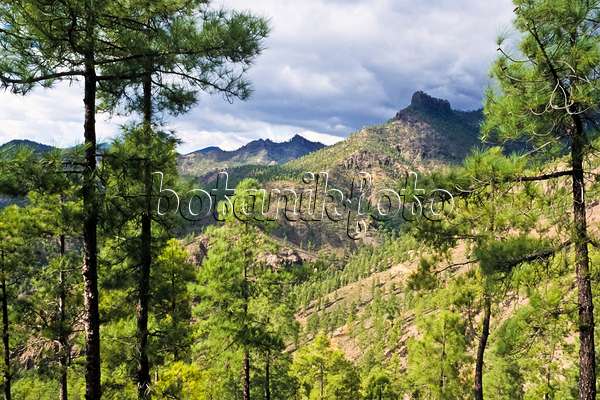 397031 - Canary Island pine (Pinus canariensis), Pilancones Nature Reserve, Gran Canaria, Spain