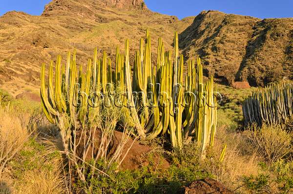 564215 - Canary Island spurge (Euphorbia canariensis), Gran Canaria, Spain