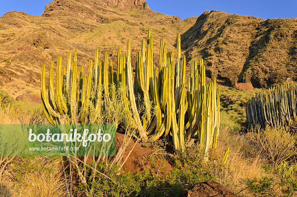 564215 - Canary Island spurge (Euphorbia canariensis), Gran Canaria, Spain