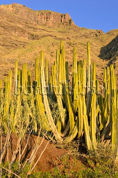564216 - Canary Island spurge (Euphorbia canariensis), Gran Canaria, Spain