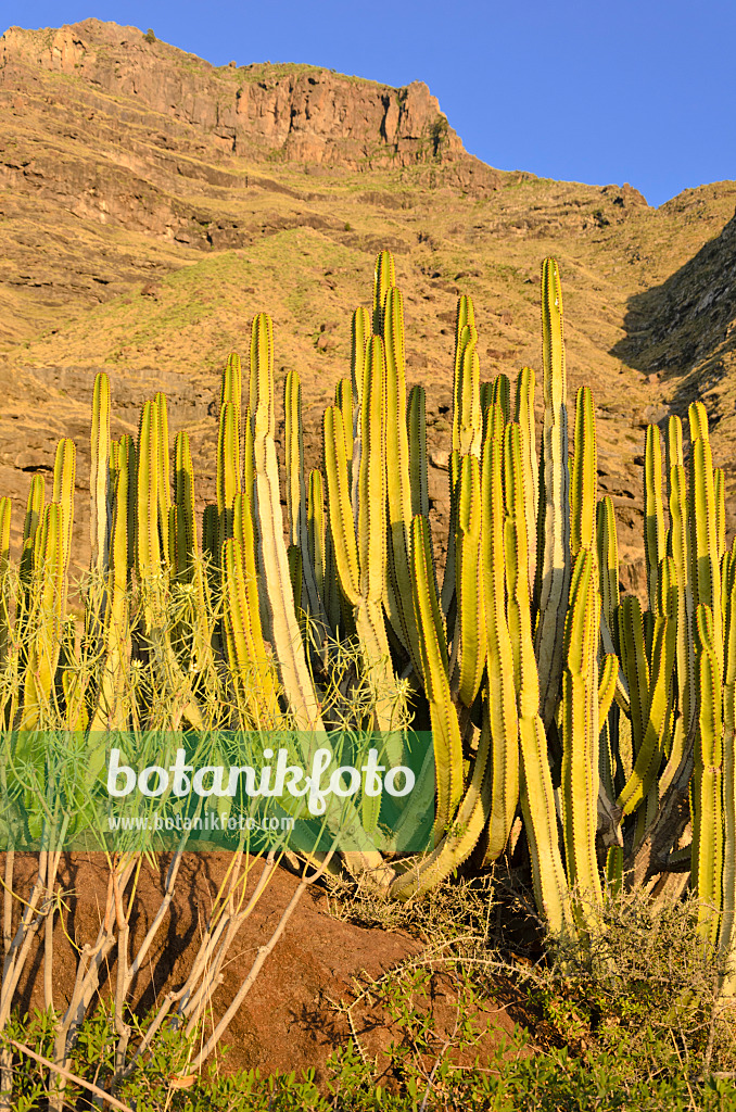 564216 - Canary Island spurge (Euphorbia canariensis), Gran Canaria, Spain