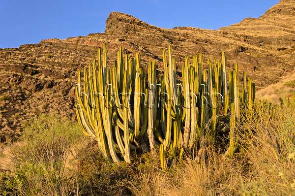 564217 - Canary Island spurge (Euphorbia canariensis), Gran Canaria, Spain