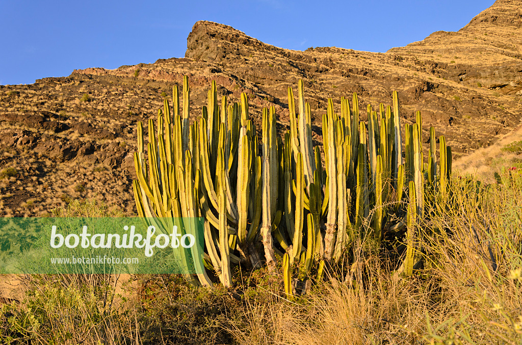 564217 - Canary Island spurge (Euphorbia canariensis), Gran Canaria, Spain