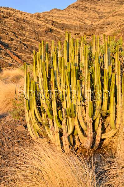 564223 - Canary Island spurge (Euphorbia canariensis), Gran Canaria, Spain