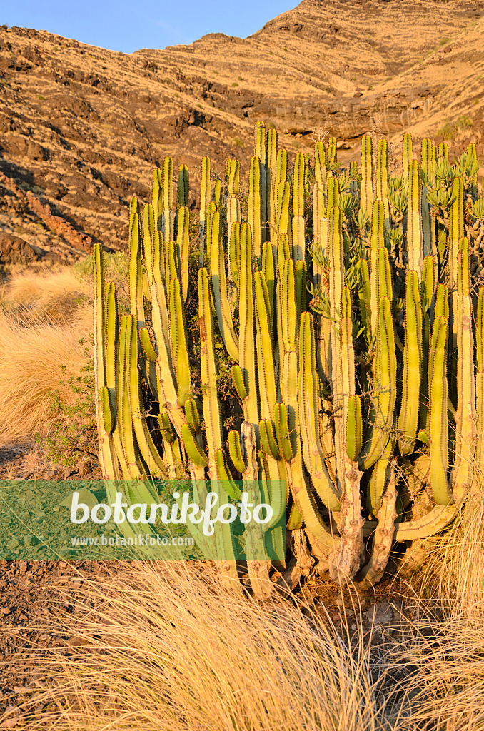 564223 - Canary Island spurge (Euphorbia canariensis), Gran Canaria, Spain