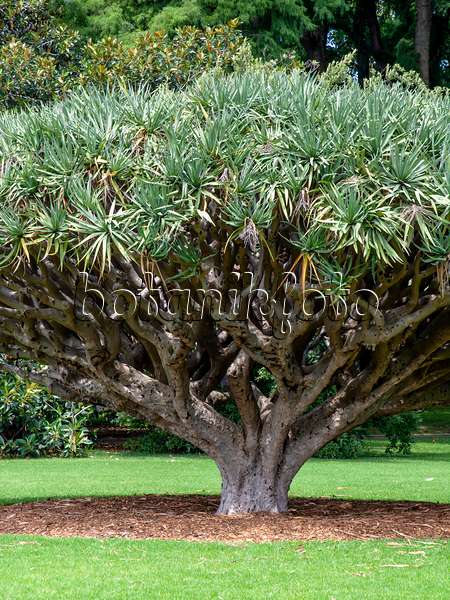 455392 - Canary Islands dragon tree (Dracaena draco)
