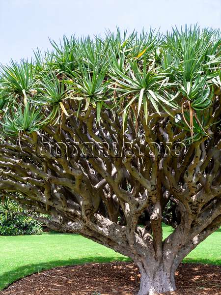 455394 - Canary Islands dragon tree (Dracaena draco)