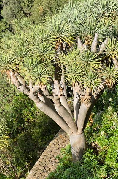 564152 - Canary Islands dragon tree (Dracaena draco)