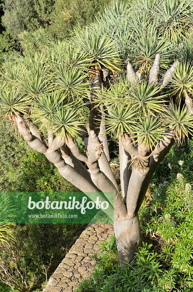 564152 - Canary Islands dragon tree (Dracaena draco)