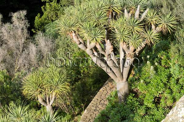 564153 - Canary Islands dragon tree (Dracaena draco)