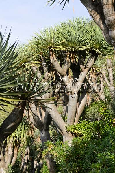 564156 - Canary Islands dragon tree (Dracaena draco)