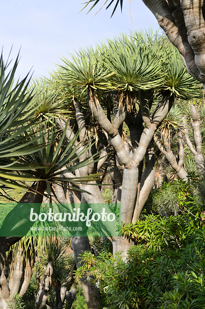 564156 - Canary Islands dragon tree (Dracaena draco)