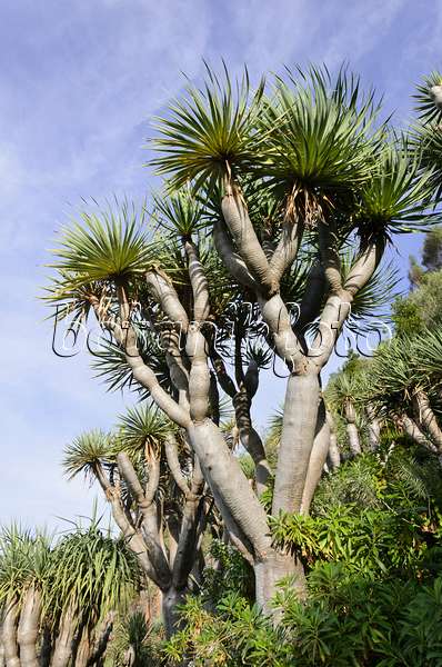 564157 - Canary Islands dragon tree (Dracaena draco)