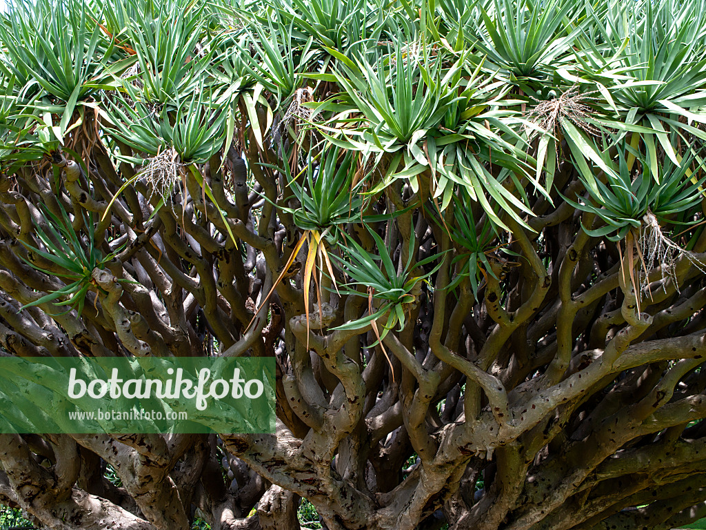 455393 - Canary Islands dragon tree (Dracaena draco) with bizarre branches