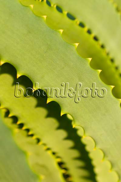 516029 - Candelabra aloe (Aloe arborescens)