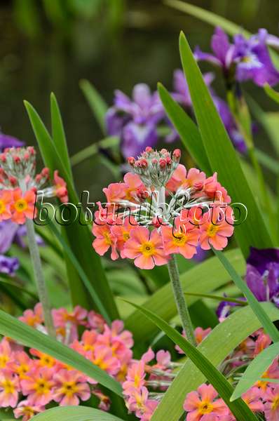 496386 - Candelabra primrose (Primula x bullesiana)