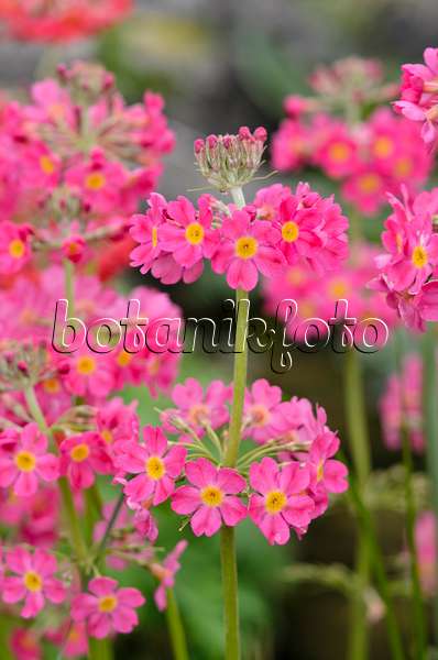 533554 - Candelabra primrose (Primula x bullesiana)
