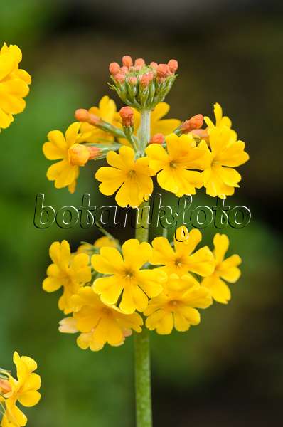 533523 - Candelabra primrose (Primula bulleyana)