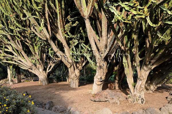 564161 - Candelabra tree (Euphorbia candelabrum)