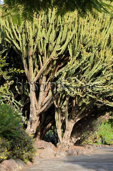 564162 - Candelabra tree (Euphorbia candelabrum)