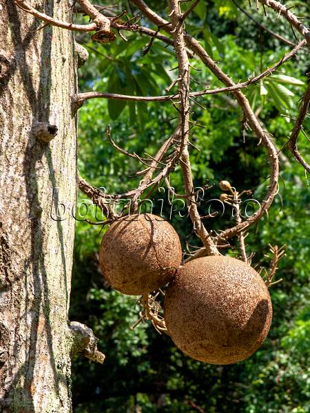 434138 - Cannonball tree (Couroupita guianensis)