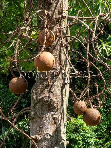 434139 - Cannonball tree (Couroupita guianensis)