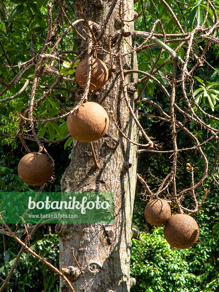 434139 - Cannonball tree (Couroupita guianensis)