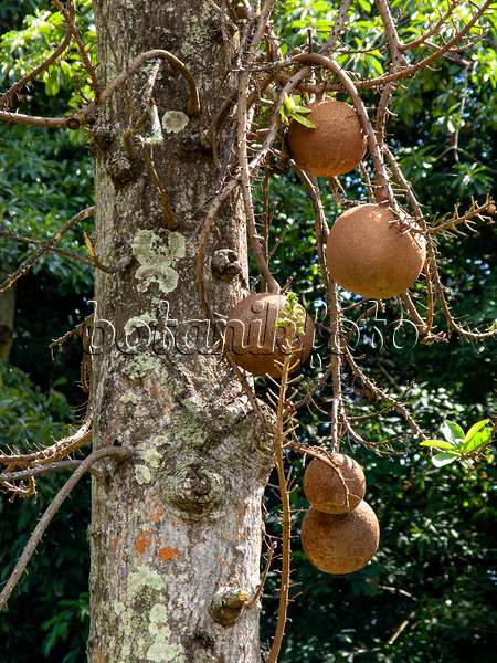 434140 - Cannonball tree (Couroupita guianensis)