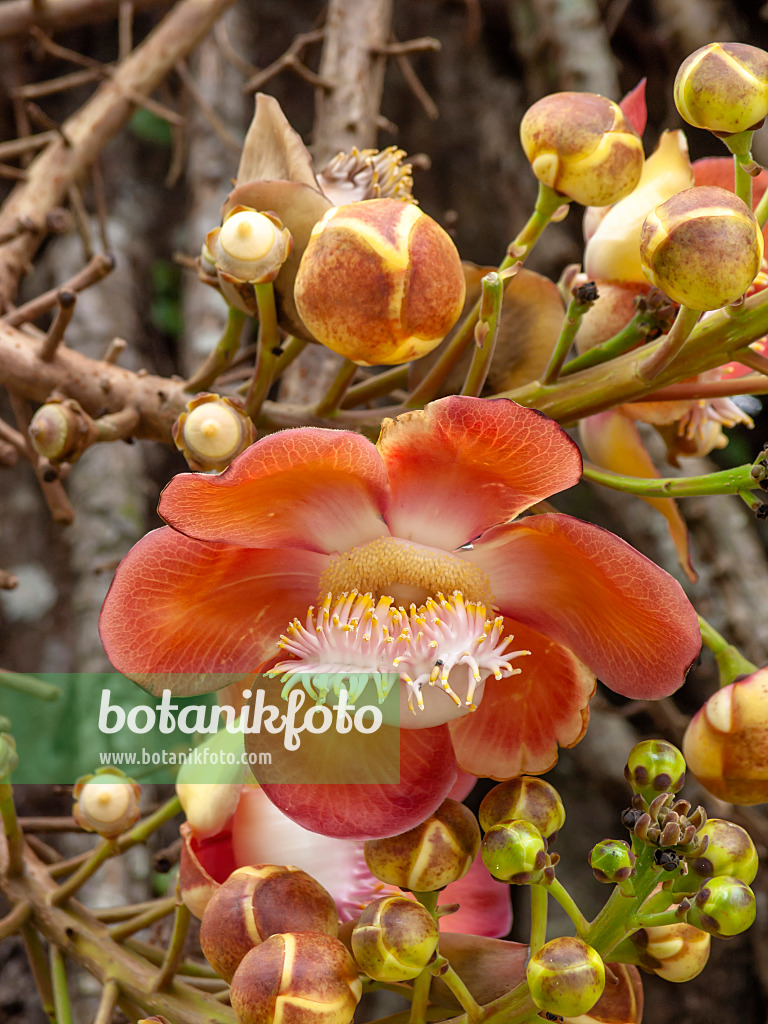 434364 - Cannonball tree (Couroupita guianensis)