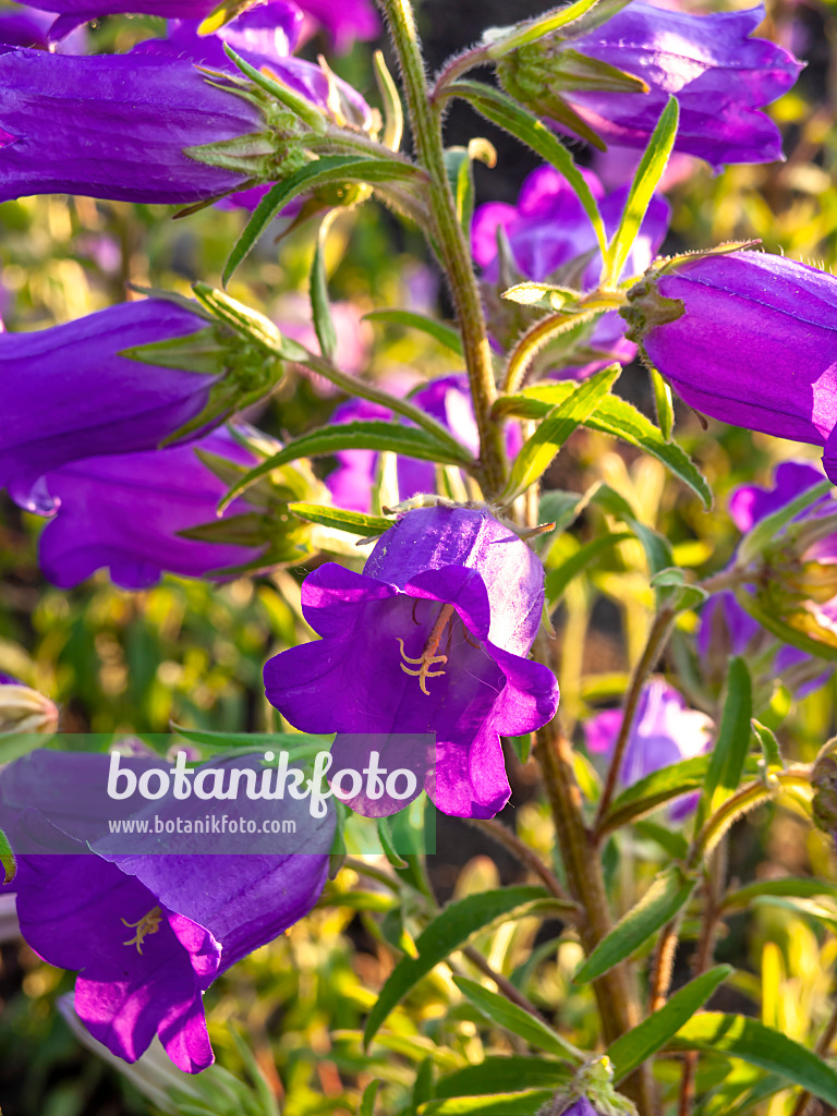 449002 - Canterbury bells (Campanula medium)