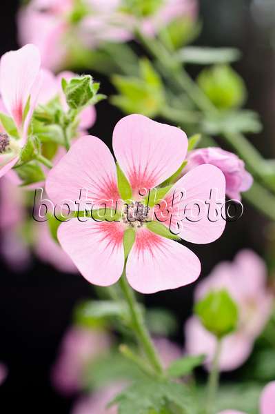 474196 - Cape mallow (Anisodontea capensis 'Lady in Pink')