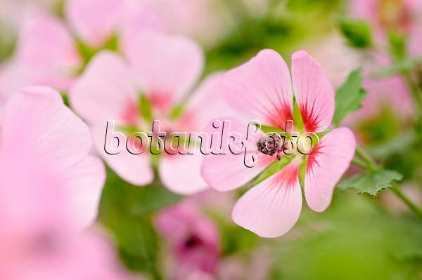 474197 - Cape mallow (Anisodontea capensis 'Lady in Pink')