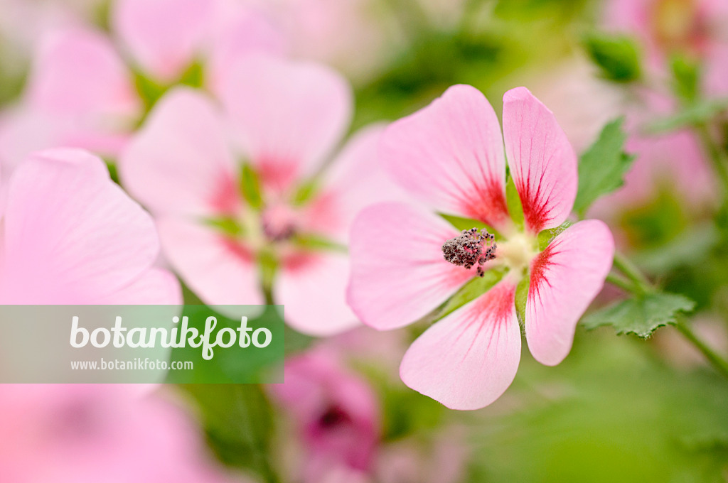 474197 - Cape mallow (Anisodontea capensis 'Lady in Pink')