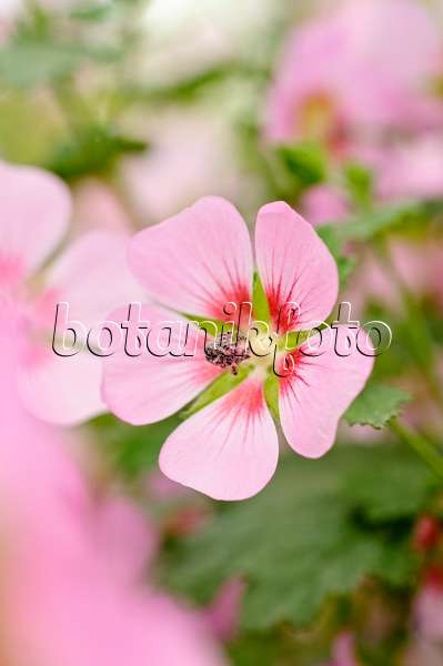 474198 - Cape mallow (Anisodontea capensis 'Lady in Pink')