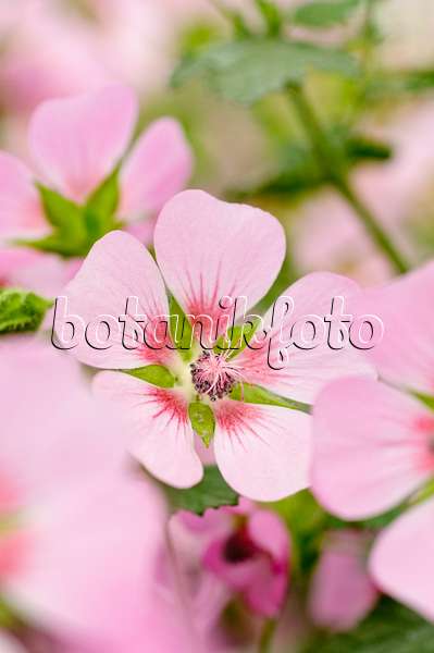 474199 - Cape mallow (Anisodontea capensis 'Lady in Pink')