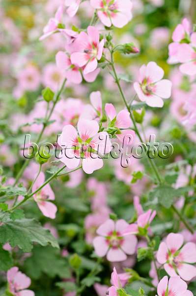474200 - Cape mallow (Anisodontea capensis 'Lady in Pink')