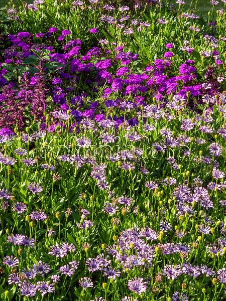 416056 - Cape marguerite (Osteospermum ecklonis 'Nasinga Purple' syn. Dimorphotheca ecklonis 'Nasinga Purple')