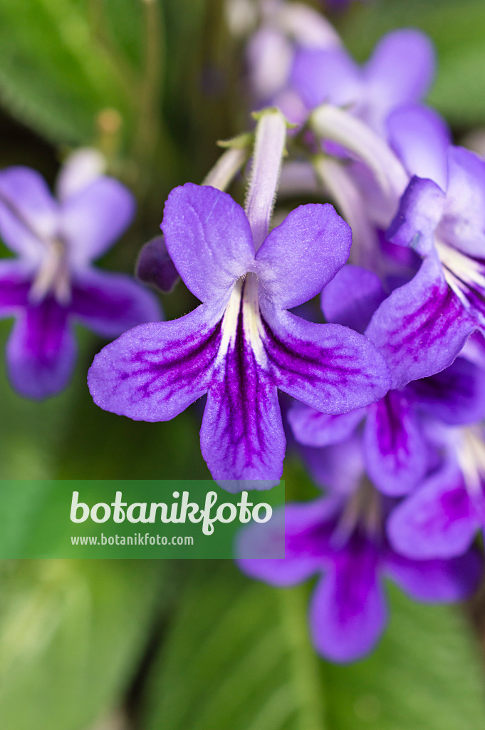 512025 - Cape primrose (Streptocarpus)