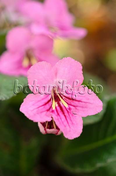 529175 - Cape primrose (Streptocarpus Jessica)