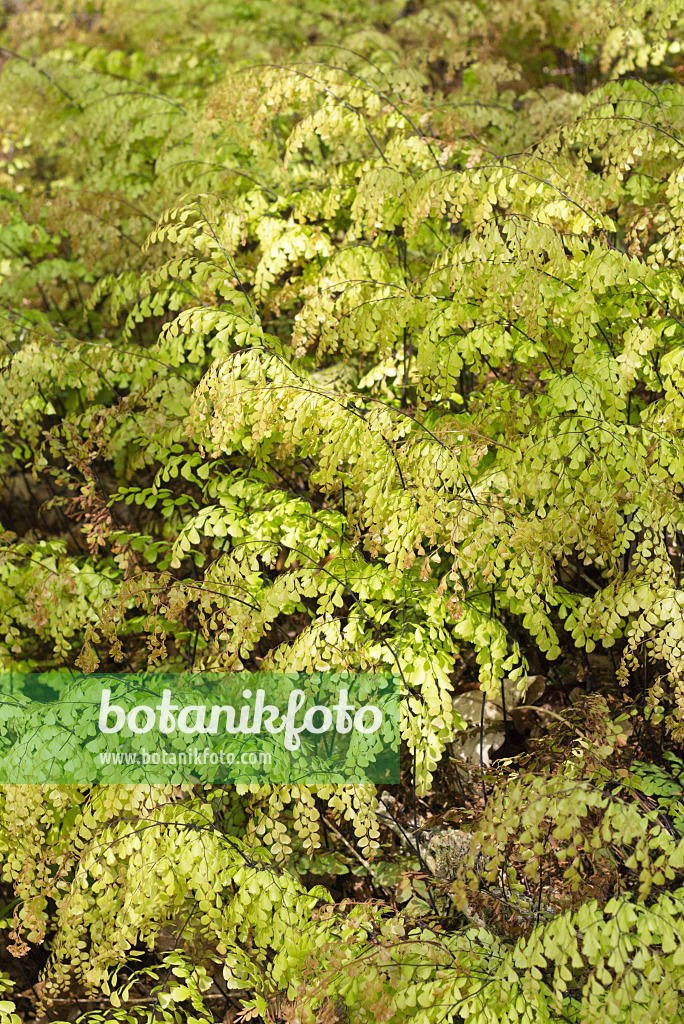 556095 - Capillaire cheveux de Vénus (Adiantum venustum)