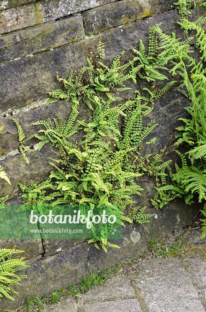 522009 - Capillaire des murailles (Asplenium trichomanes)