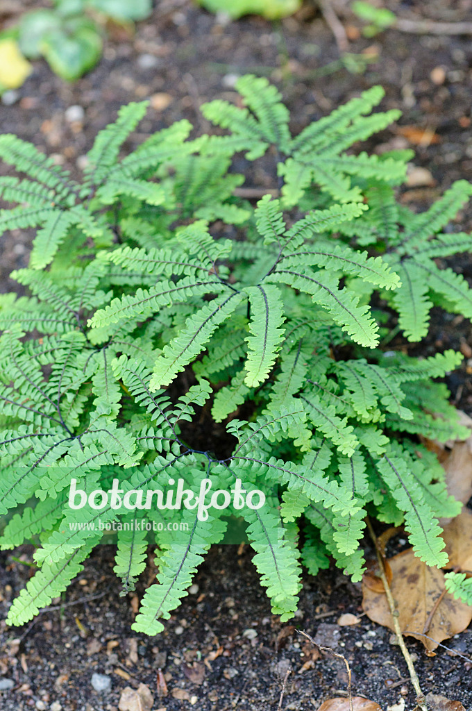 473003 - Capillaire pédalée (Adiantum pedatum 'Imbricatum')