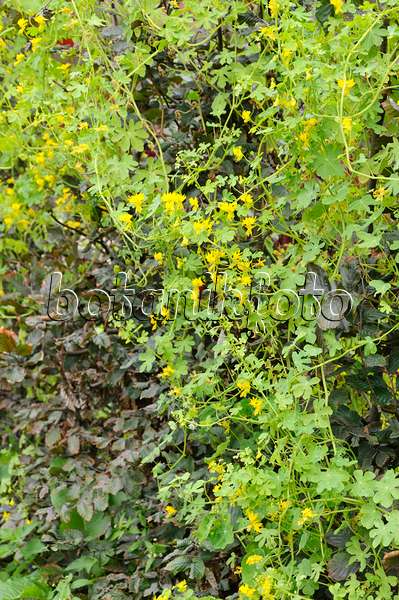 487250 - Capucine des Canaries (Tropaeolum peregrinum syn. Tropaeolum canariense)