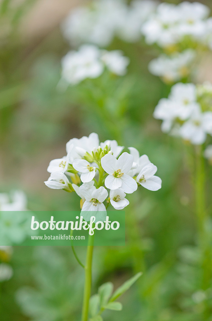 544088 - Cardamine acris