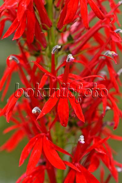 474260 - Cardinal flower (Lobelia cardinalis)